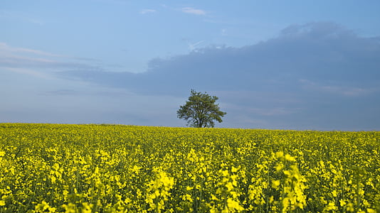 yellow flower field photography during daytime thumbnail