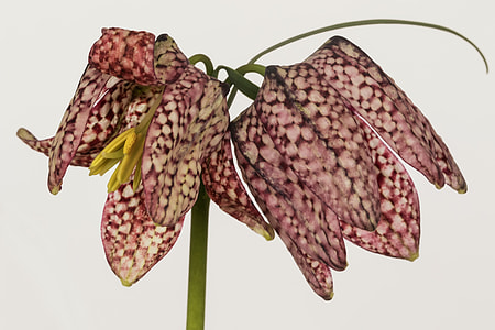 Fritillaria Meleagris, Garden Flowers thumbnail