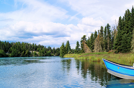 body of water near pine trees thumbnail