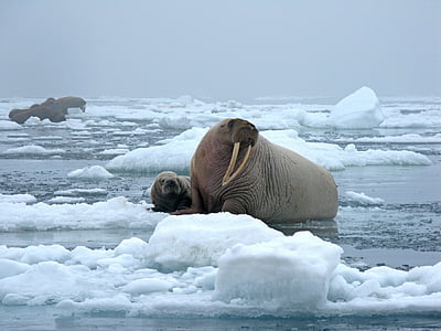 sea lion photography thumbnail