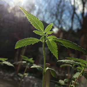 shallow focus photography of green leafed plant thumbnail