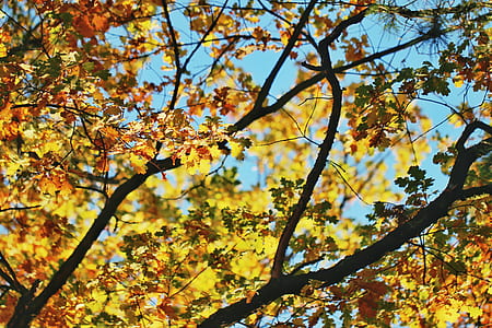 low-angle photo of tree thumbnail