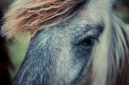 grey, white, and brown horse thumbnail