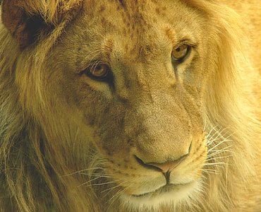 brown lion thumbnail
