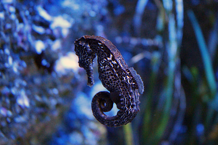 selective focus photography of seahorse thumbnail