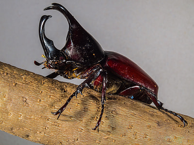 Tropical Beetles, Rhinoceros Beetle thumbnail