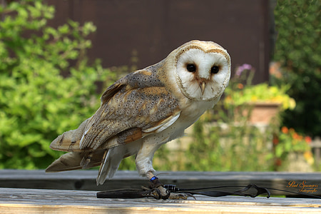 barn owl on brown wooden surface thumbnail
