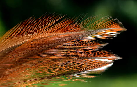 brown feather thumbnail