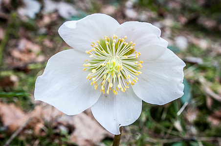 Christmas Rose, Anemone Blanda thumbnail
