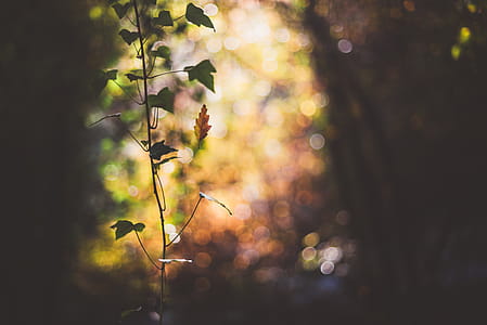 Falling Leaf thumbnail