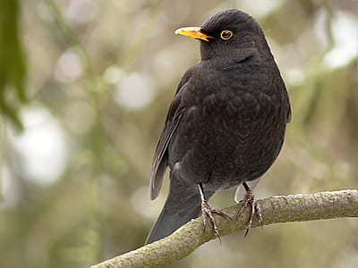 black bird perched on branch thumbnail