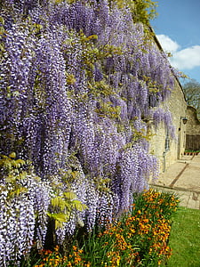 purple flowers thumbnail