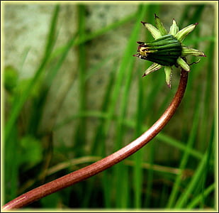 green leaves plant photo thumbnail