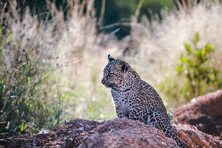 leopard beside green plants thumbnail
