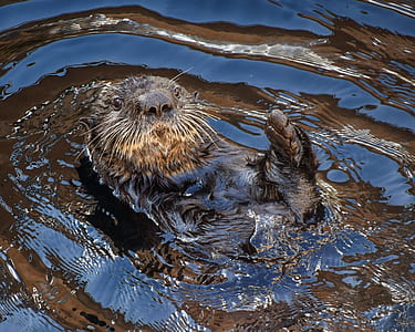 brown animal on body of water thumbnail
