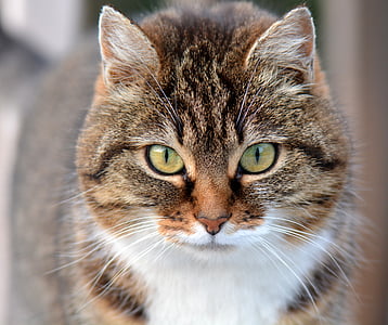 brown tabby cat thumbnail