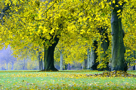one point perspective photo of trees thumbnail