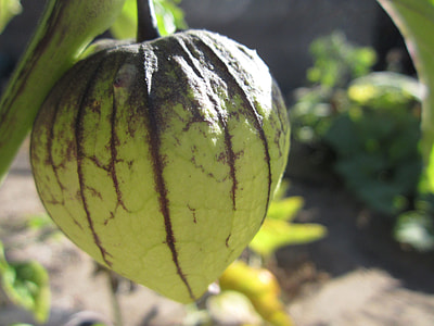 Tomatillo, Mexican Husk Tomato thumbnail