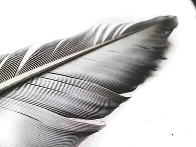 Grayscale Photo of Feather thumbnail