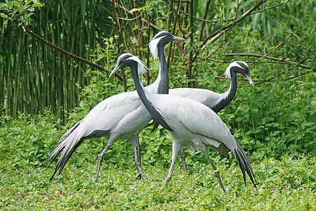 three black-and-white birds on grass thumbnail
