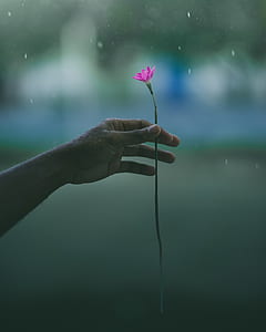 person holding pink petaled flower thumbnail