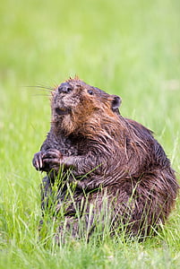 brown squirrel thumbnail