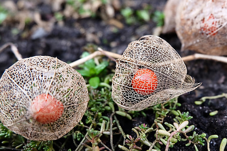 close-up photo of round orange fruits thumbnail