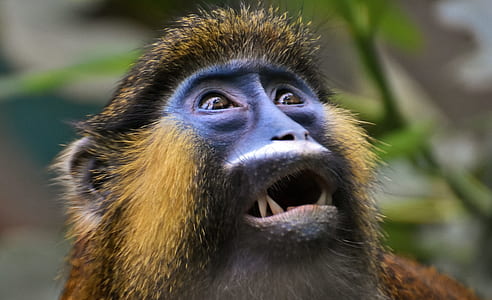 close up photography of primate thumbnail