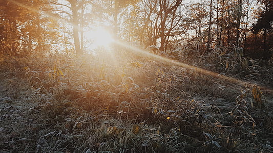 trees surrounded by plants thumbnail
