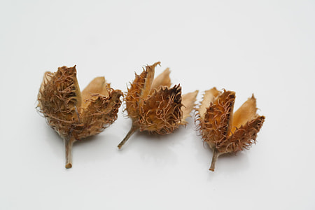 three brown fruits illustration thumbnail