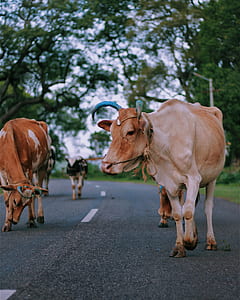three cows on concrete road thumbnail