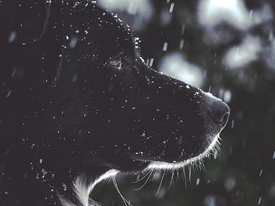 shallow focus photography of short-coate dblack dog thumbnail
