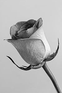 grayscale photo of rose thumbnail
