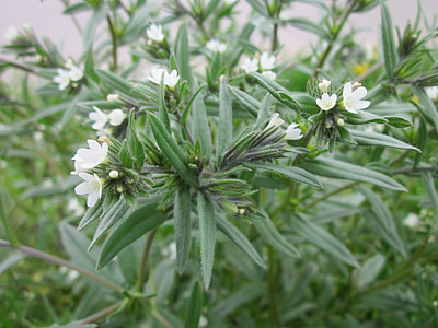 Buglossoides Arvensis, Field Gromwell thumbnail