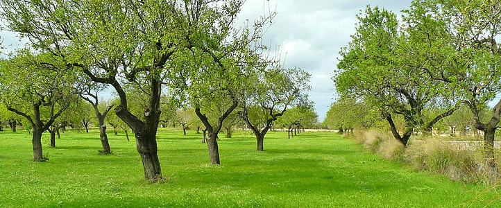 landscape photo of green leaf trees thumbnail