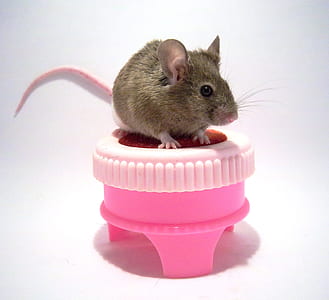 brown rat thumbnail