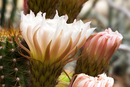 shallow focus photo of white-and-pink flowers thumbnail