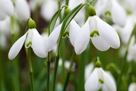 white snow drop flowers thumbnail