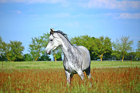gray horse on green field under blue sky thumbnail