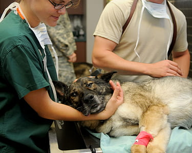 adult dog lying near woman wearing green scrub shirt and eyeglasses thumbnail