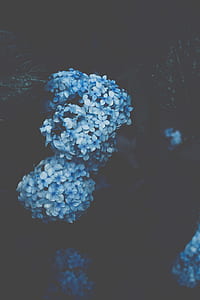 selective focus photography of blue hydrangeas in bloom thumbnail