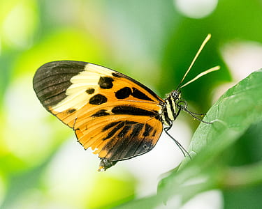 brown and black butterfly perched on green leaf at daytime thumbnail