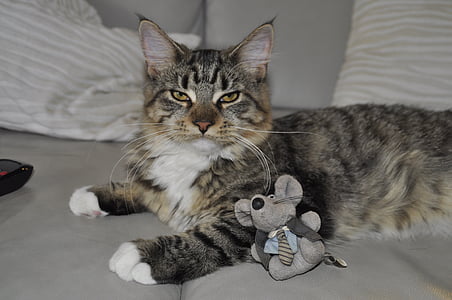 silver tabby cat on sofa thumbnail
