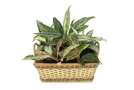 Chinese evergreen plant in basket thumbnail