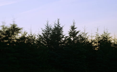 green trees under blue sky thumbnail