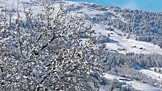 photo of snow covered tree and mountain during daytime thumbnail