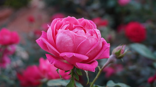 pink multi-petaled flower closeup photography thumbnail