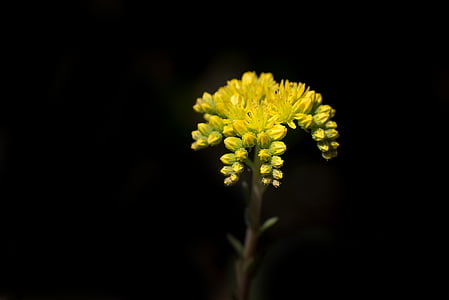 shallow focus photography of yellow flowers thumbnail