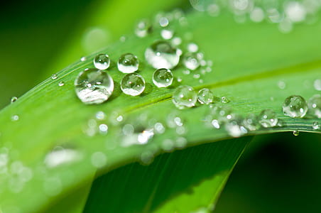 clear water droplets on leaf in macro shot thumbnail