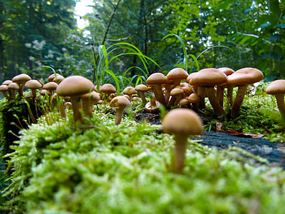 close-up photo of brown mushrooms at daytime thumbnail